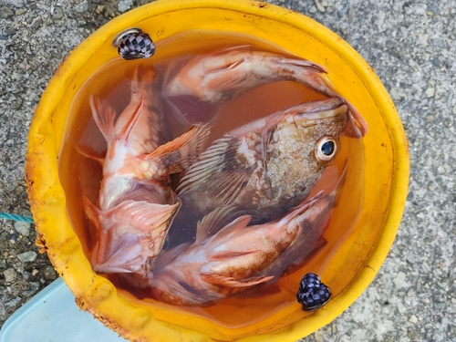 ガシラの釣果