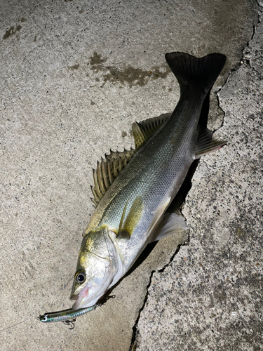 シーバスの釣果