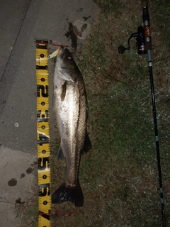 シーバスの釣果