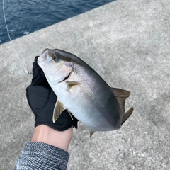 ショゴの釣果