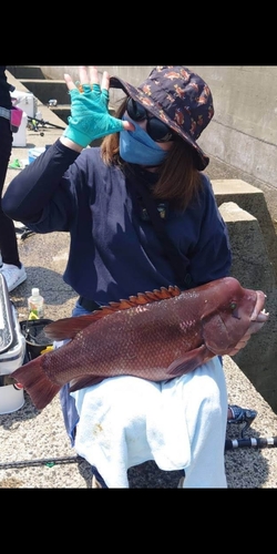 コブダイの釣果