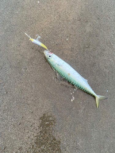 サバの釣果