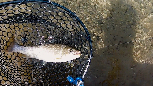 アメマスの釣果