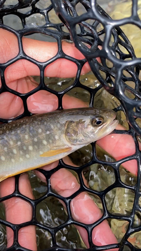 アメマスの釣果