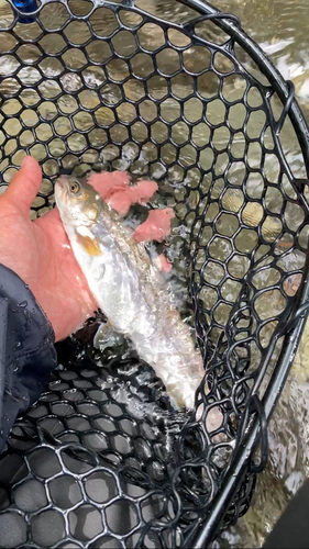 アメマスの釣果