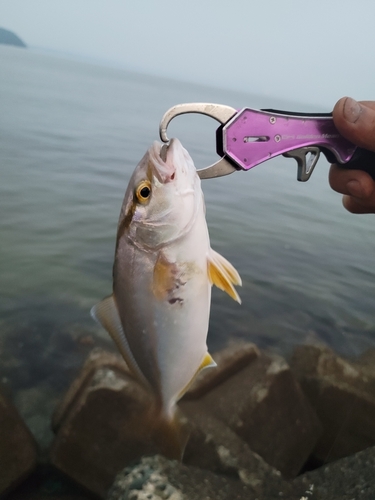 シオの釣果