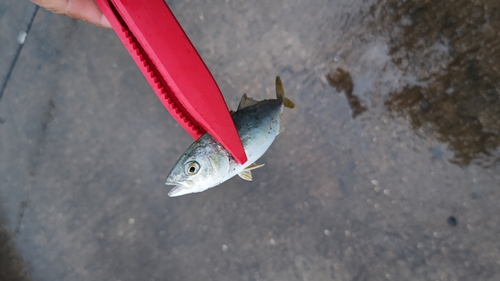 ツバスの釣果