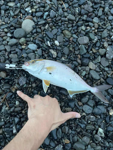 ショゴの釣果