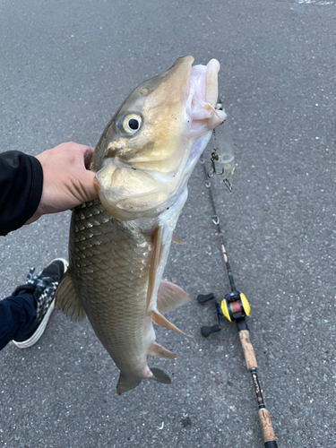 ニゴイの釣果