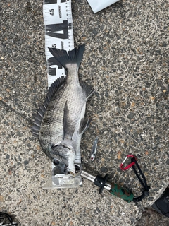 クロダイの釣果