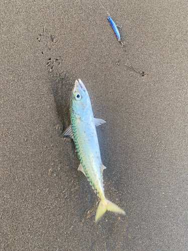 サバの釣果