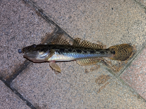 ハゼの釣果