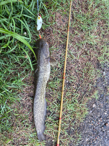 ナマズの釣果