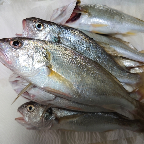 イシモチの釣果