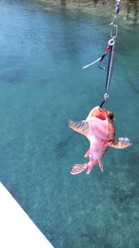 アラカブの釣果