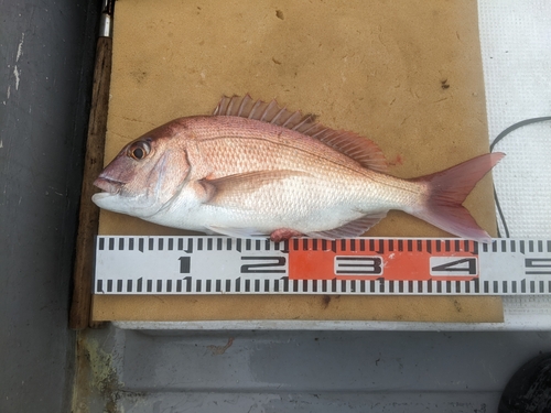 マダイの釣果