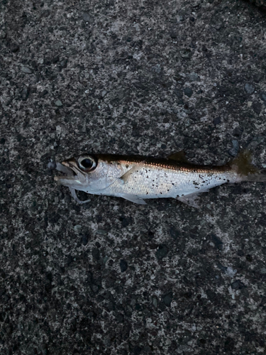 ムツの釣果