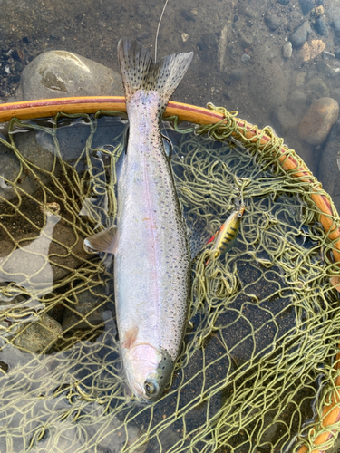 ニジマスの釣果