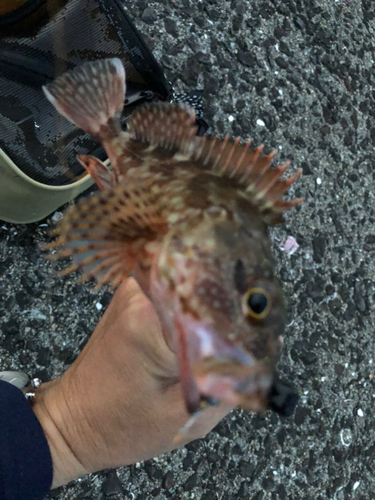 メバルの釣果