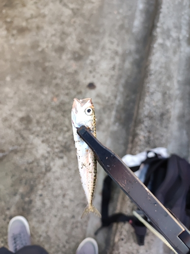 サバの釣果