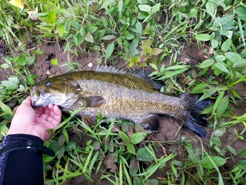 スモールマウスバスの釣果