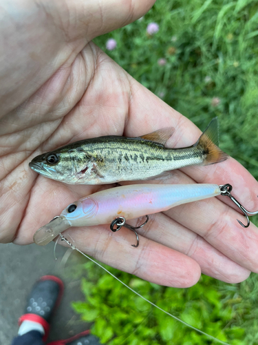 ブラックバスの釣果