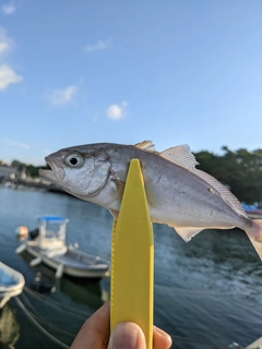 ショゴの釣果