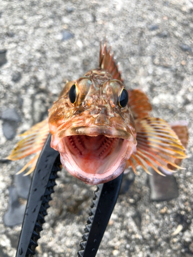 アラカブの釣果