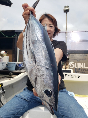 カツオの釣果