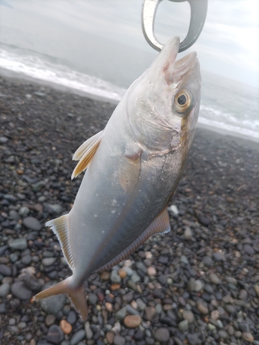 ショゴの釣果