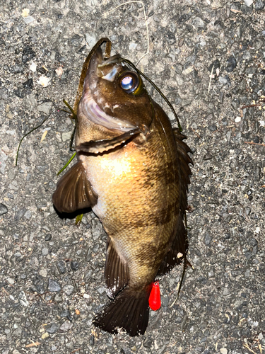 クロメバルの釣果