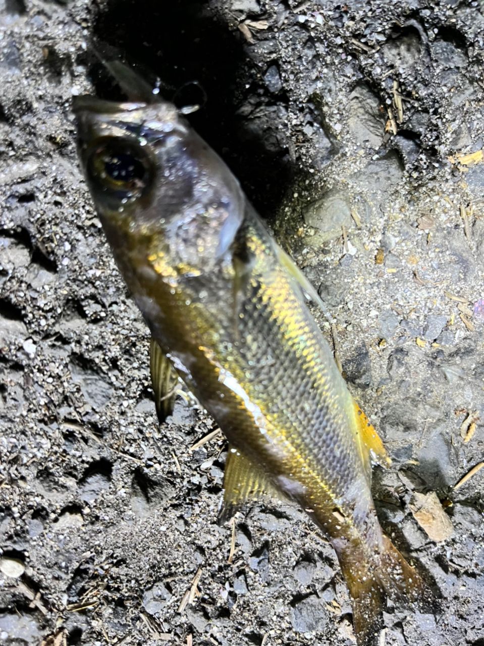 クロメバル