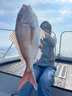 マダイの釣果