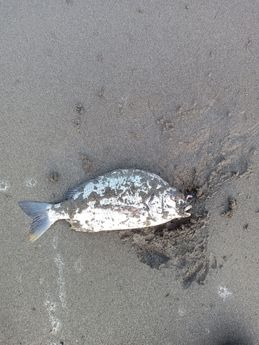 キビレの釣果