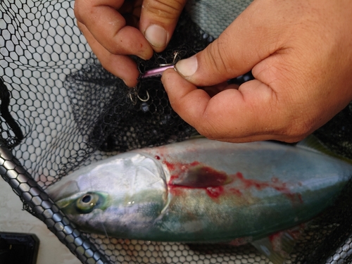 ヤズの釣果