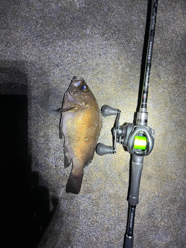 シロメバルの釣果