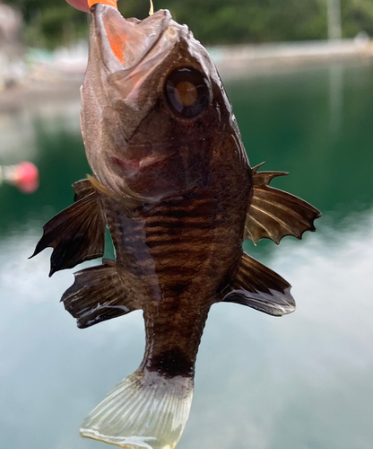 クロイシモチの釣果