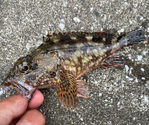 カサゴの釣果