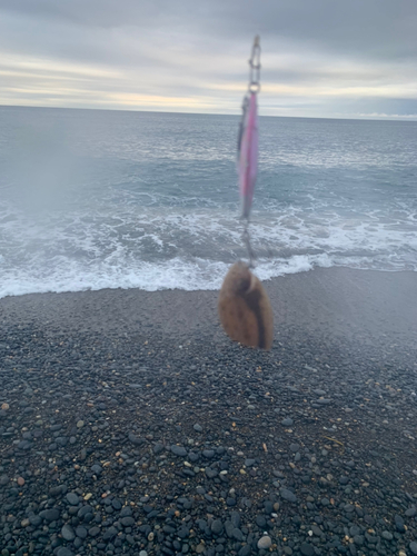 シタビラメの釣果