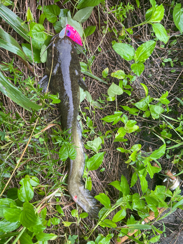 ナマズの釣果