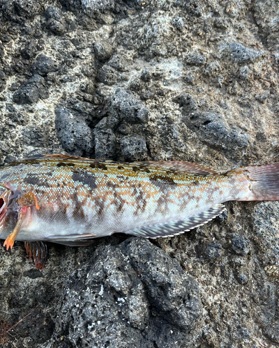 アイナメの釣果