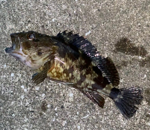 カサゴの釣果