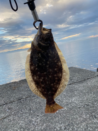 ヒラメの釣果