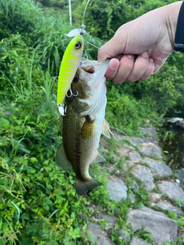 ブラックバスの釣果