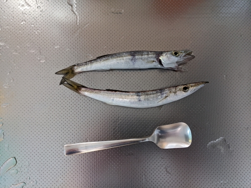 カマスの釣果