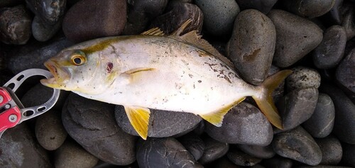 ショゴの釣果