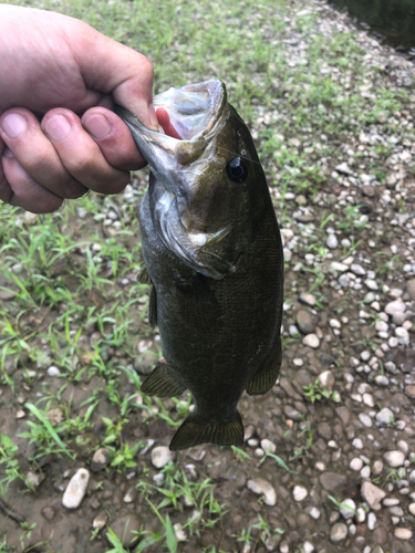 スモールマウスバスの釣果