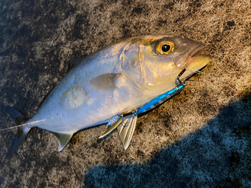 ショゴの釣果