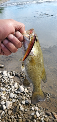 スモールマウスバスの釣果