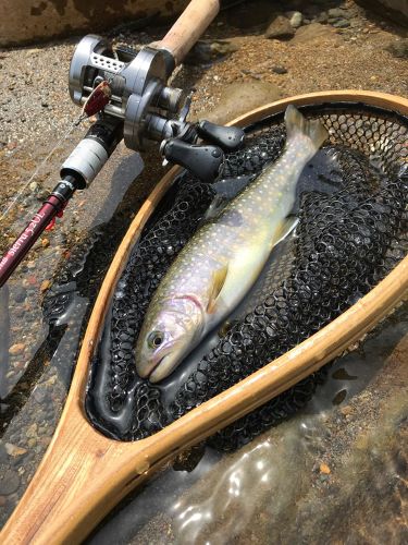 イワナの釣果